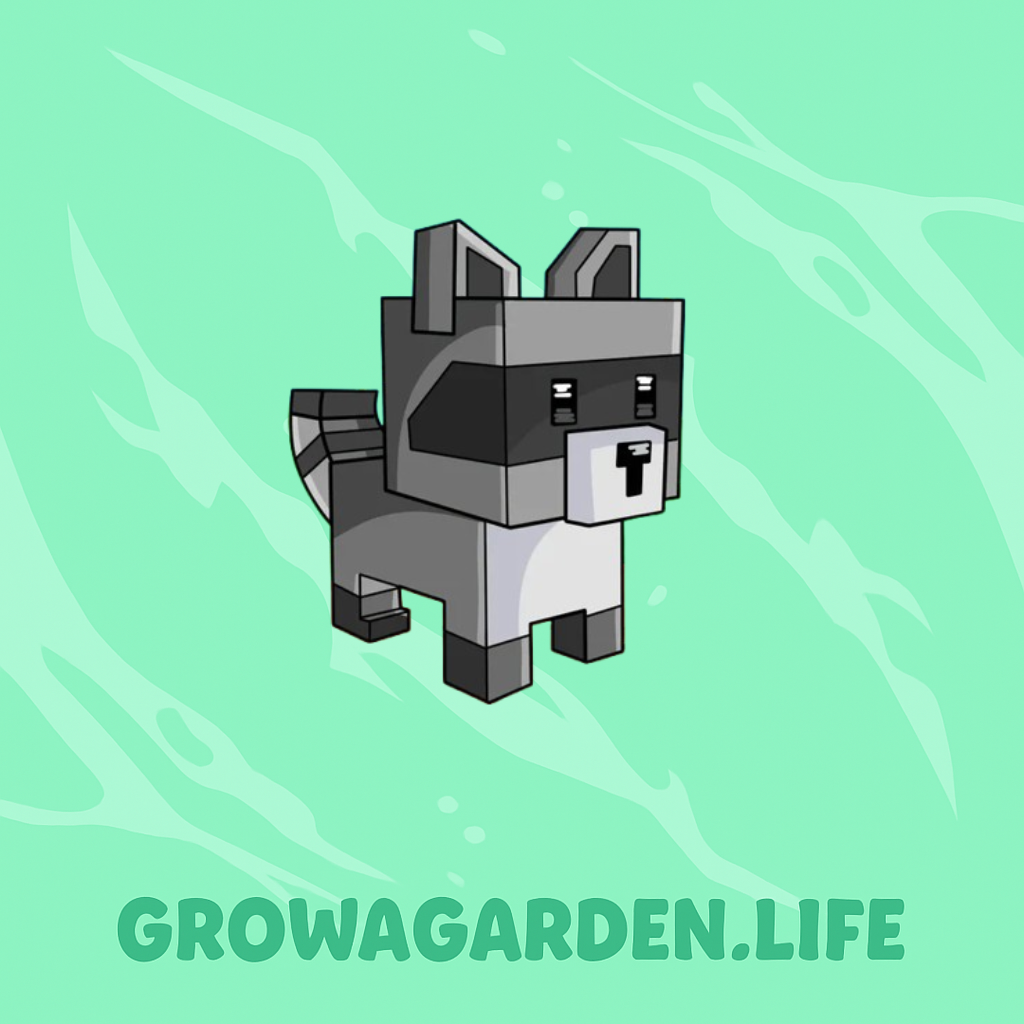 Racoon